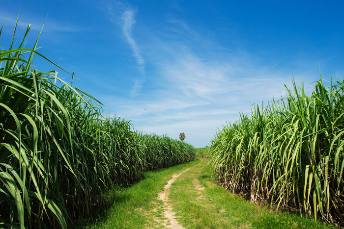 champs de canne à sucre