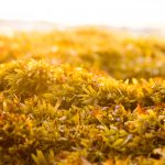 shutterstock_176340947