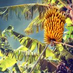 shutterstock_287155553