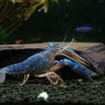 shutterstock_244723912