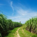 champs de canne à sucre