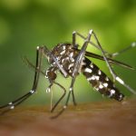 Zika, nouvelle découverte
