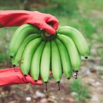 Banane Guadeloupe, elle se porte bien