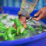 BANANE GUADELOUPE, CRÉATRICE D’EMPLOIS