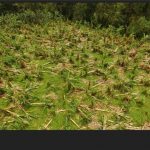 drone Guadeloupe agriculture