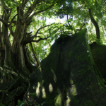 Le film d’animation « Minuscule 2» en tournage en Guadeloupe