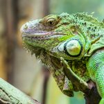 Tortues marines et iguanes de Guadeloupe en danger