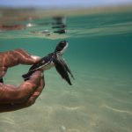 Tortues marines et iguanes de Guadeloupe en danger
