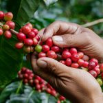 Café de Guadeloupe, l’un des meilleurs au monde