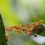 ants