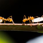 chaîne de solidarité