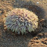 Pêche aux oursins blancs – réservée aux marins-pêcheurs professionnels