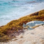 Qualité des eaux de baignade de Guadeloupe (2)