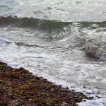 Sargasse, du nouveau sur le terrain