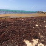 Sargasse, du nouveau sur le terrain (3)