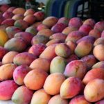 mangoes-354062_1920