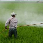 Le pesticide chlordécone au cœur de l’actualité