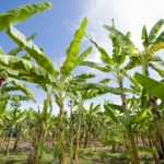 Le pesticide chlordécone au cœur de l’actualité (2)