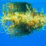 Algues sargasses les réponses à toutes vos questions (4)