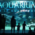 Aquarium de Guadeloupe un espace à découvrir