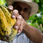 Développement des filières cacao – café en Guadeloupe