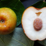 Science Suzie Zozio révèle la pomme surette