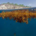 Les algues sargasses perturberont les fêtes de pâques