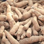 Recherche l’INRA relance l’igname Cousse-couche