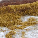 Environnement Guadeloupe, tour d’horizon (2)