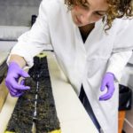 Les sargasses menacent la santé des guadeloupéens (2)