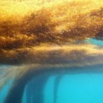 Marie-Galante et Terre-de-Bas en souffrance face aux sargasses