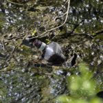 L’eau est de nouveau potable dans la commune de Baie-Mahault