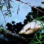 Goyave, échouages de sargasses et de poissons morts