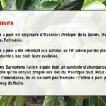 La ville du Lamentin célébrait le Fruit à Pain