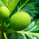 La ville du Lamentin célébrait le Fruit à Pain