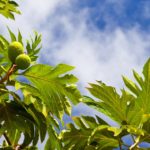 La ville du Lamentin célébrait le Fruit à Pain