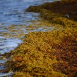 Algue sargasse opportunité ou fléau 