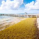 Algue sargasse opportunité ou fléau 