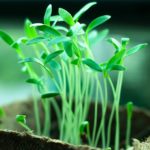 L’archipel de la Guadeloupe participait au World CleanUp Day (4)