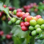 Café Vanibel un succès agricole et entrepreneurial