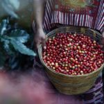 Café Vanibel un succès agricole et entrepreneurial