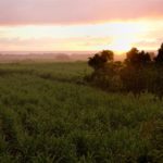 Guadeloupe une agriculture harmonieuse et spécifique