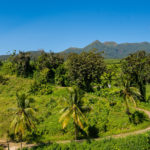 Guadeloupe une agriculture harmonieuse et spécifique