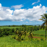 Guadeloupe une agriculture harmonieuse et spécifique (6)
