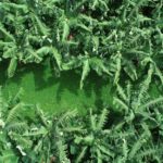 La Nouvelle Banane des Antilles dans les supermarchés (1)