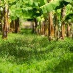 La Nouvelle Banane des Antilles dans les supermarchés (4)