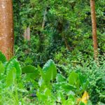 Retour sur le conflit qui oppose le Syndicat agricole de Cadet Sainte-Rose à l’ONF (1)