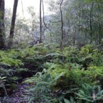 Retour sur le conflit qui oppose le Syndicat agricole de Cadet Sainte-Rose à l’ONF (2)