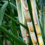 canne à sucre