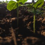 Découvrez la carte actualisée des zones contaminées par la chlordécone